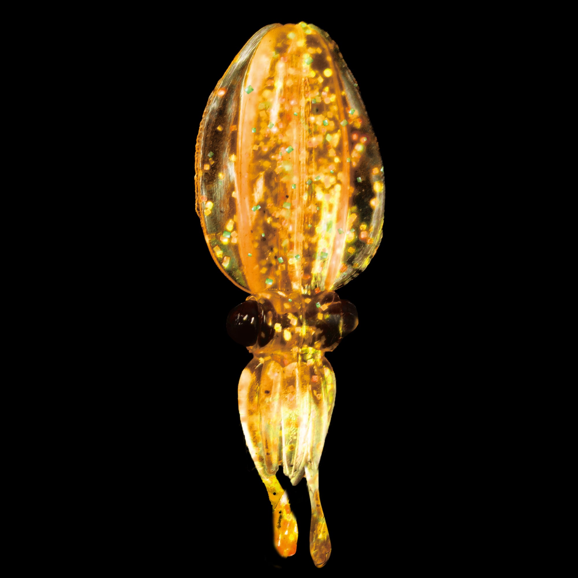Xtrada Soft Lure : Puni-Ika WAVE – Xtradashop